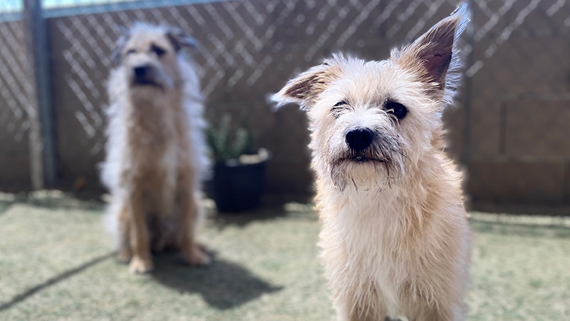 Outdoor image of two dogs