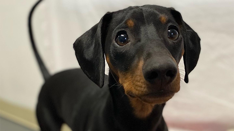 Close-up photo of Rudy the dog